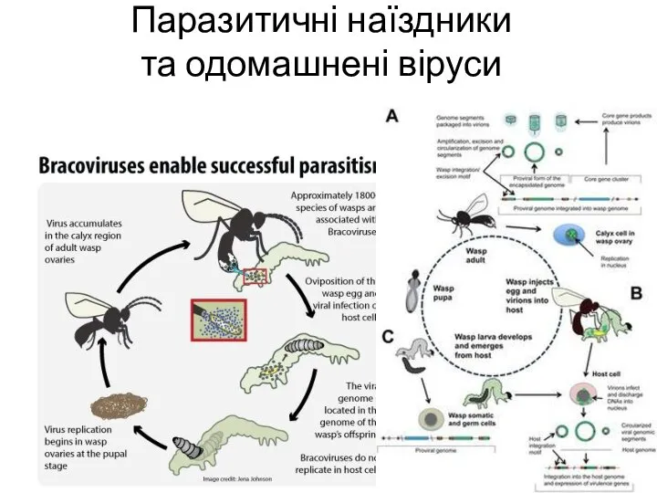 Паразитичні наїздники та одомашнені віруси