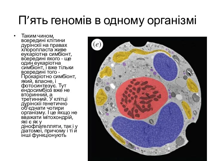 П’ять геномів в одному організмі Таким чином, всередині клітини дурінскіі на правах