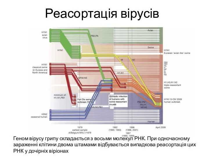 Реасортація вірусів Геном вірусу грипу складається з восьми молекул РНК. При одночасному