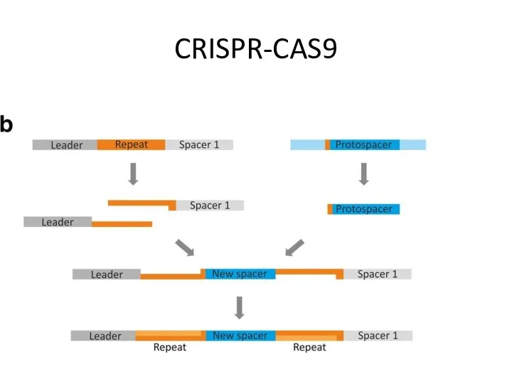 CRISPR-CAS9