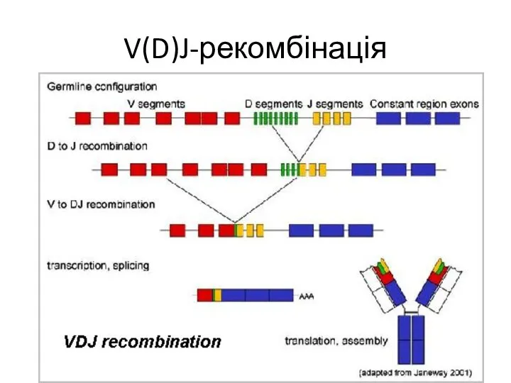 V(D)J-рекомбінація