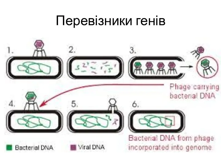 Перевізники генів