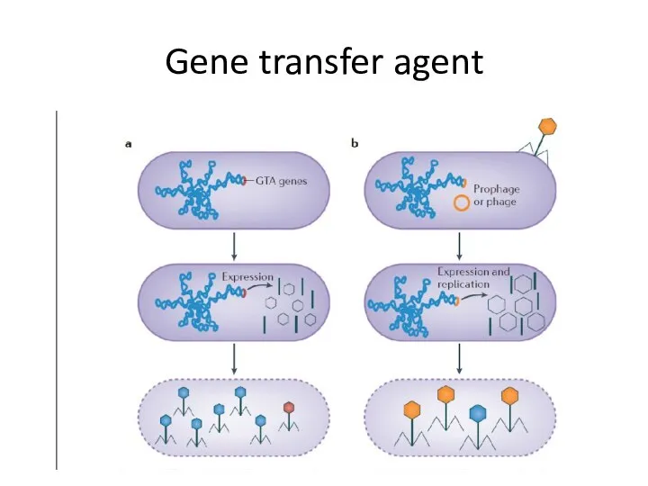 Gene transfer agent