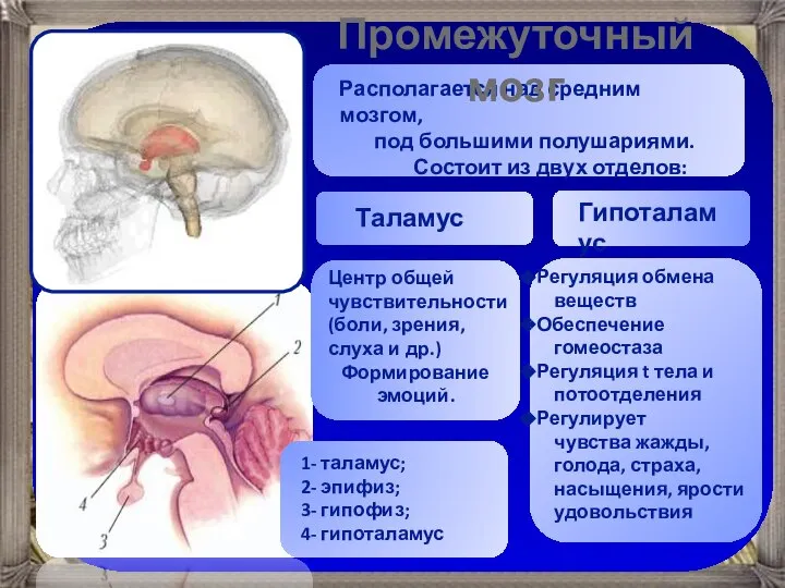 Промежуточный мозг