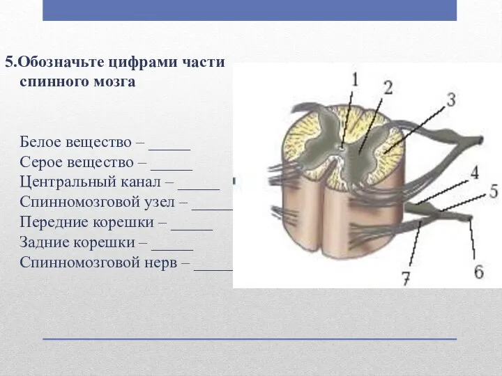 5.Обозначьте цифрами части спинного мозга Белое вещество – _____ Серое вещество –