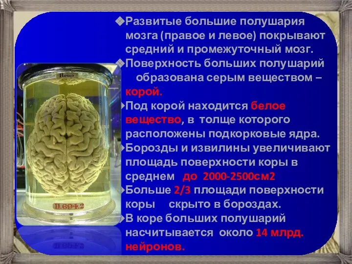 Развитые большие полушария мозга (правое и левое) покрывают средний и промежуточный мозг.