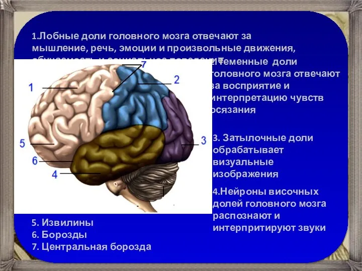 1.Лобные доли головного мозга отвечают за мышление, речь, эмоции и произвольные движения,