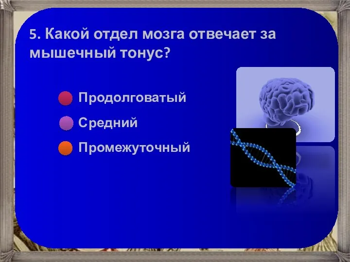 5. Какой отдел мозга отвечает за мышечный тонус?