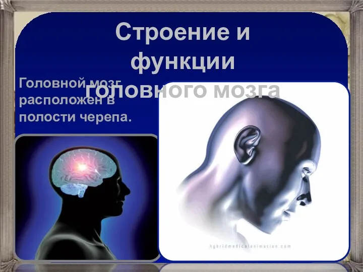 Головной мозг расположен в полости черепа. Строение и функции головного мозга