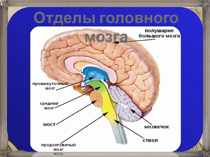 Отделы головного мозга