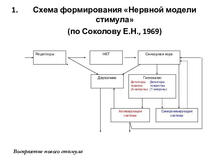 Схема формирования «Нервной модели стимула» (по Соколову Е.Н., 1969) Восприятие нового стимула
