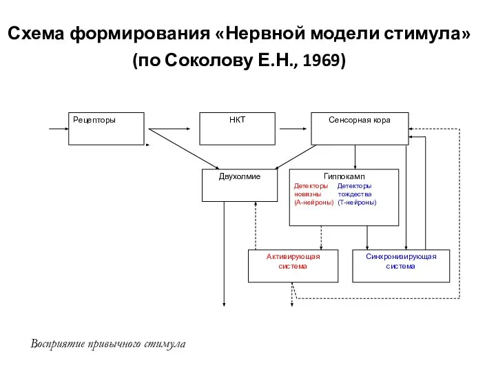 Схема формирования «Нервной модели стимула» (по Соколову Е.Н., 1969) Восприятие привычного стимула