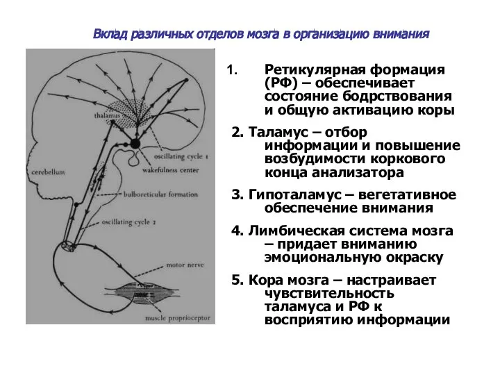 Вклад различных отделов мозга в организацию внимания Ретикулярная формация (РФ) – обеспечивает