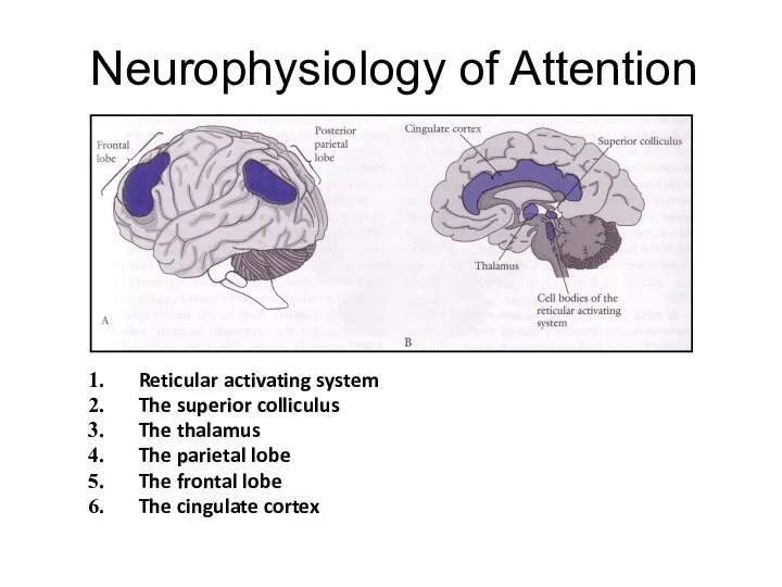 Neurophysiology of Attention Reticular activating system The superior colliculus The thalamus The