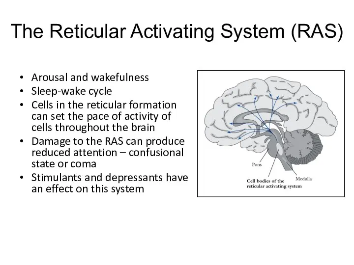 The Reticular Activating System (RAS) Arousal and wakefulness Sleep-wake cycle Cells in