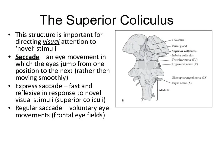 The Superior Coliculus This structure is important for directing visual attention to
