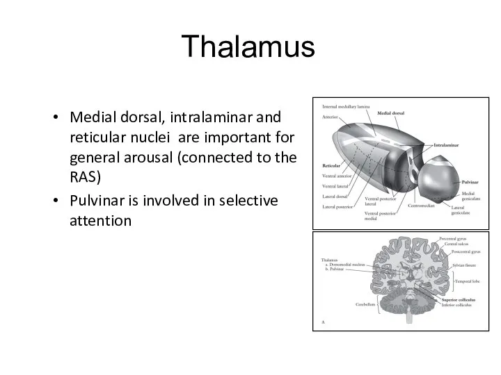 Thalamus Medial dorsal, intralaminar and reticular nuclei are important for general arousal