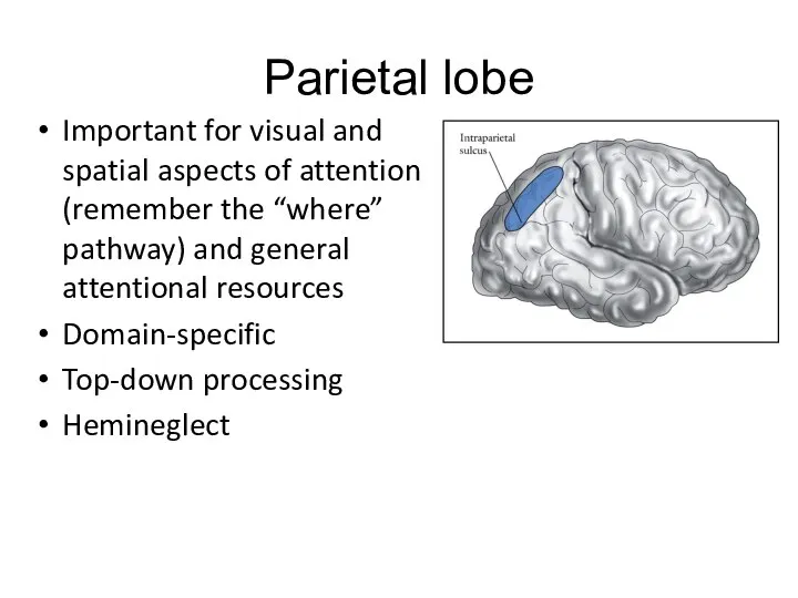 Parietal lobe Important for visual and spatial aspects of attention (remember the