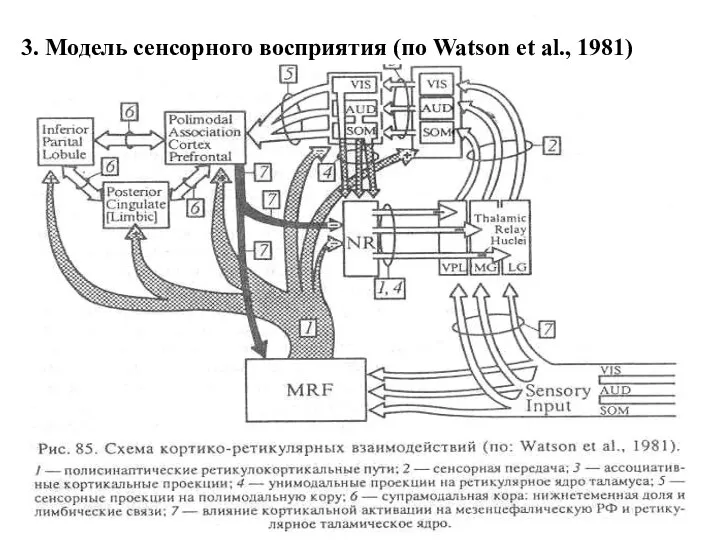 3. Модель сенсорного восприятия (по Watson et al., 1981)