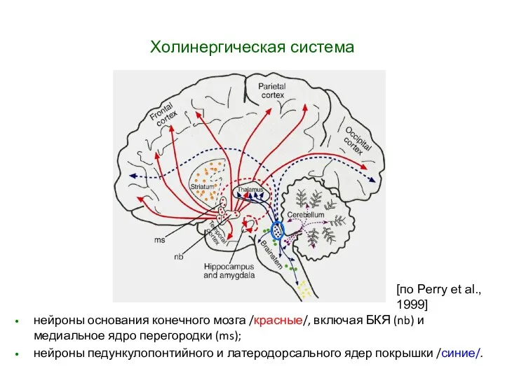 нейроны основания конечного мозга /красные/, включая БКЯ (nb) и медиальное ядро перегородки