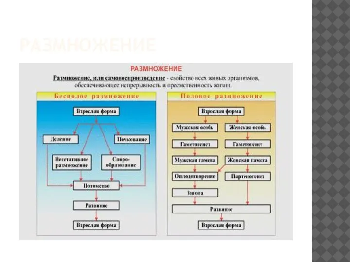 РАЗМНОЖЕНИЕ