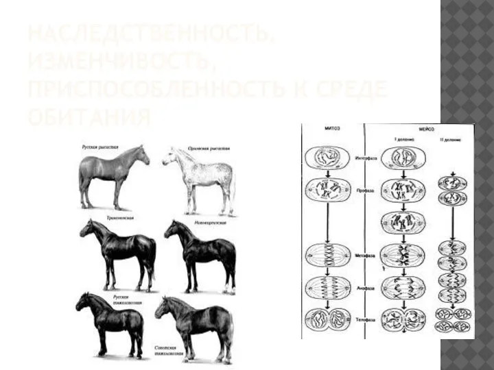 НАСЛЕДСТВЕННОСТЬ, ИЗМЕНЧИВОСТЬ, ПРИСПОСОБЛЕННОСТЬ К СРЕДЕ ОБИТАНИЯ