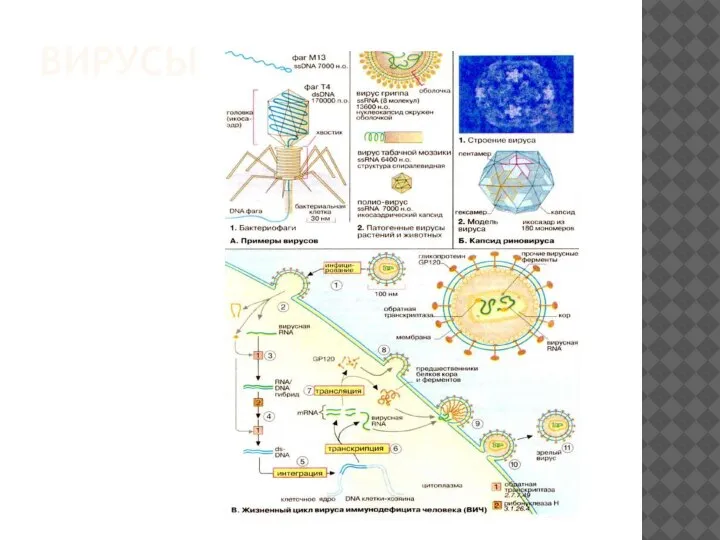 ВИРУСЫ