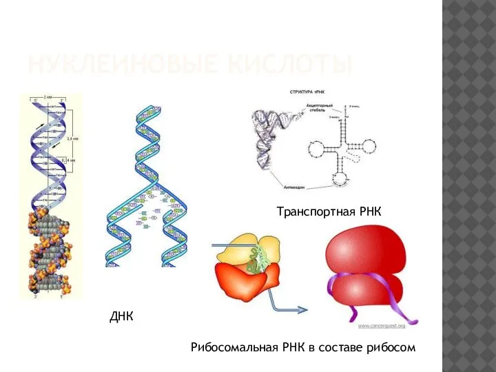 НУКЛЕИНОВЫЕ КИСЛОТЫ ДНК Транспортная РНК Рибосомальная РНК в составе рибосом