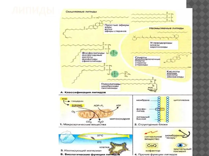 ЛИПИДЫ