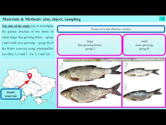 2 Materials & Methods: aim, object, sampling large fast-growing forms group I