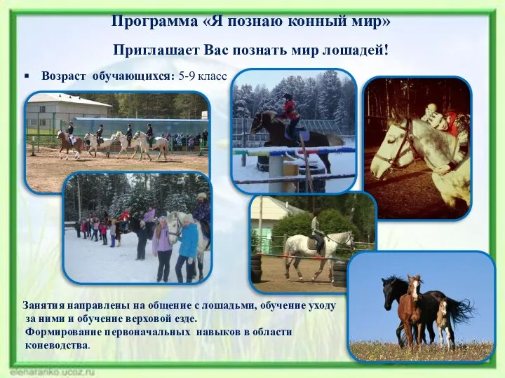 Программа «Я познаю конный мир» Приглашает Вас познать мир лошадей! Возраст обучающихся: