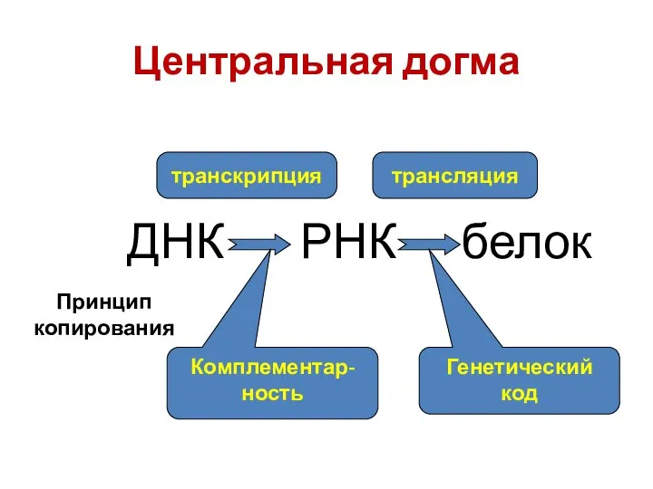 Центральная догма ДНК РНК белок транскрипция трансляция Комплементар-ность Принцип копирования Генетический код