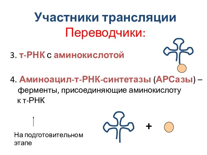 Участники трансляции Переводчики: 3. т-РНК с аминокислотой 4. Аминоацил-т-РНК-синтетазы (АРСазы) – ферменты,