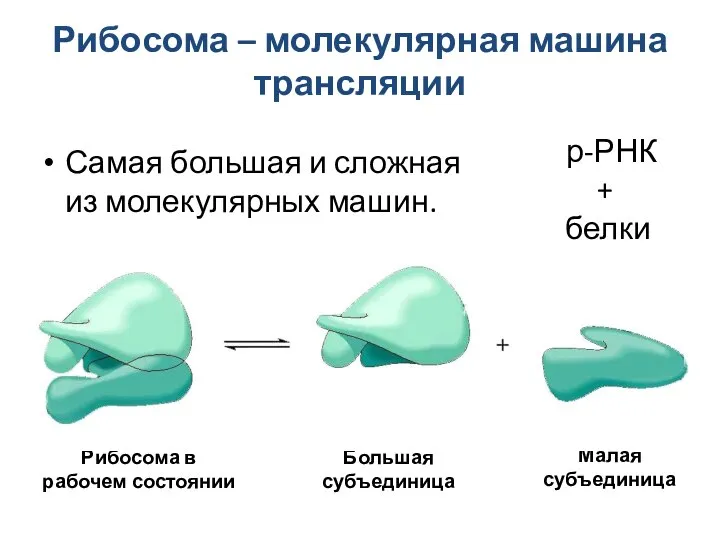 Рибосома – молекулярная машина трансляции Самая большая и сложная из молекулярных машин.