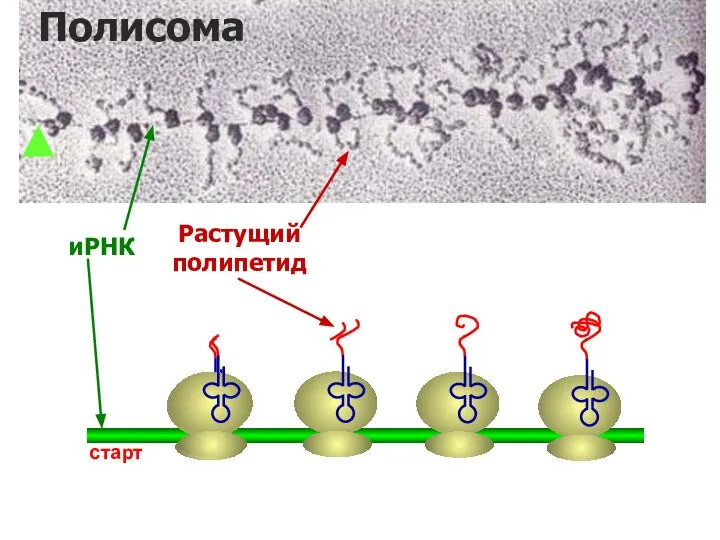 иРНК Растущий полипетид старт Полисома
