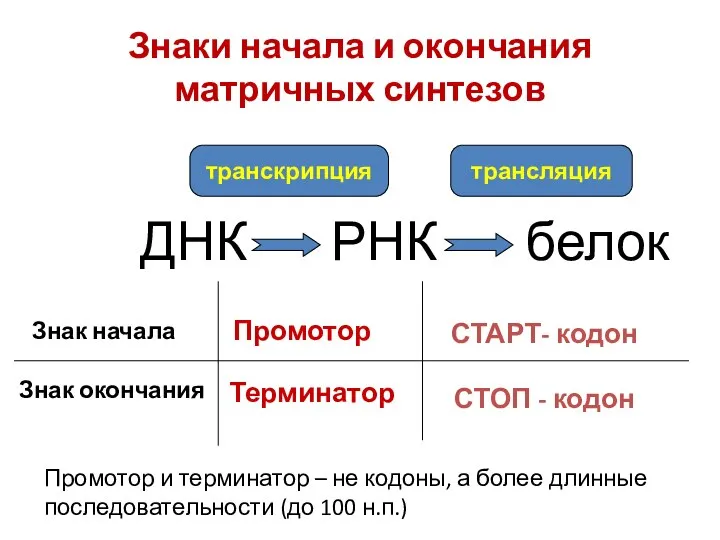 Знаки начала и окончания матричных синтезов ДНК РНК белок транскрипция трансляция Знак