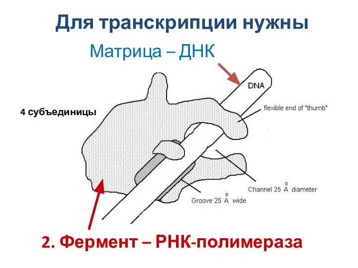 Для транскрипции нужны Матрица – ДНК 2. Фермент – РНК-полимераза 4 субъединицы