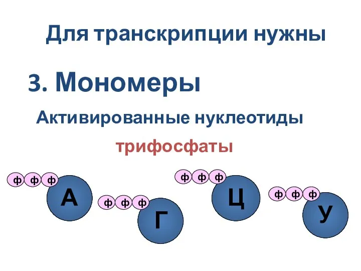 3. Мономеры Активированные нуклеотиды трифосфаты Для транскрипции нужны