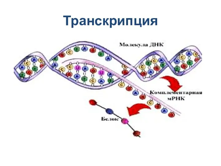 Транскрипция