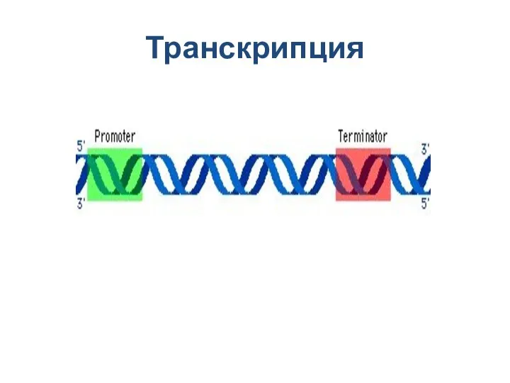 Транскрипция