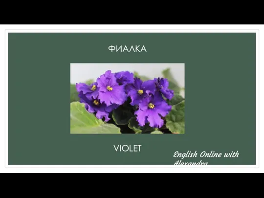 ФИАЛКА VIOLET English Online with Alexandra