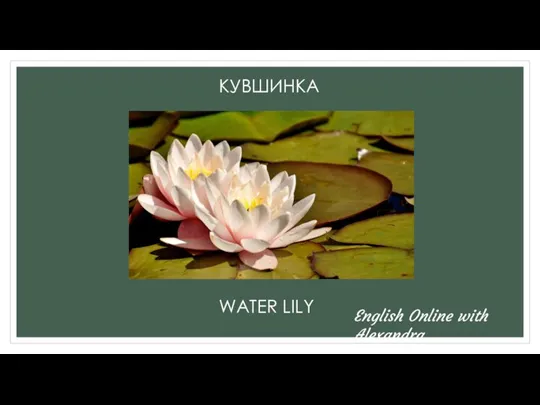 КУВШИНКА WATER LILY English Online with Alexandra