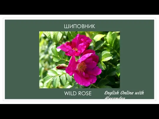ШИПОВНИК WILD ROSE English Online with Alexandra