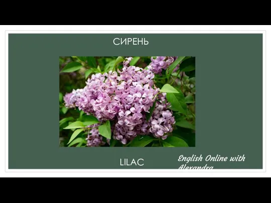 СИРЕНЬ LILAC English Online with Alexandra