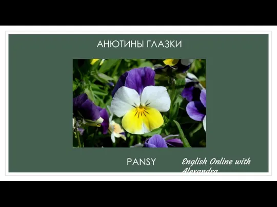 АНЮТИНЫ ГЛАЗКИ PANSY English Online with Alexandra