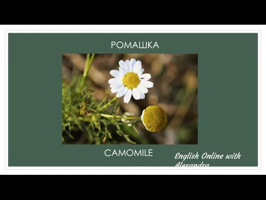 РОМАШКА CAMOMILE English Online with Alexandra