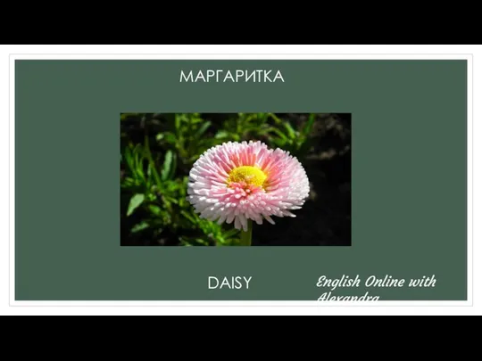 МАРГАРИТКА DAISY English Online with Alexandra