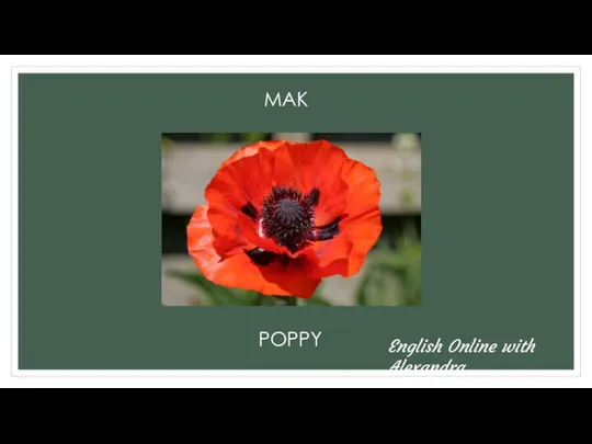 МАК POPPY English Online with Alexandra