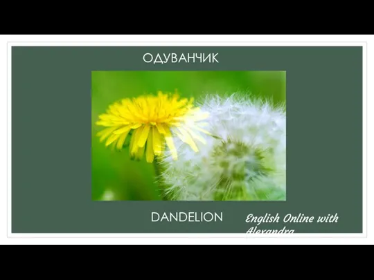 ОДУВАНЧИК DANDELION English Online with Alexandra