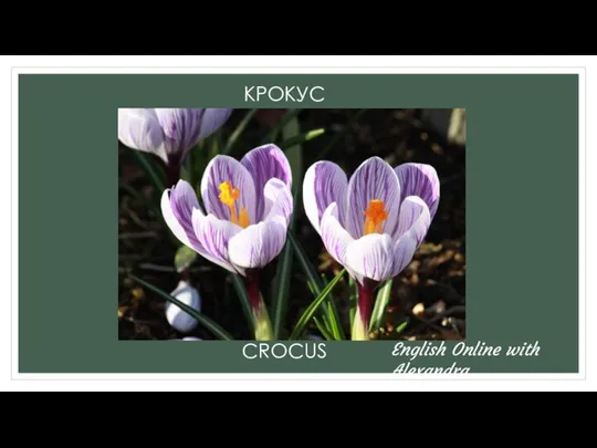 КРОКУС CROCUS English Online with Alexandra